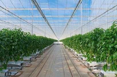 Growing peppers