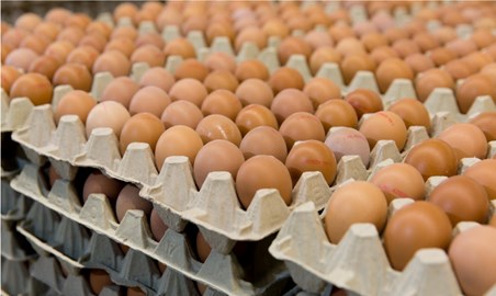 Eggs on cardboard