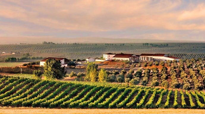 Portugese Wine Vinyard.jpg