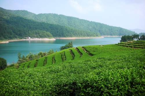 green plantation next to a river