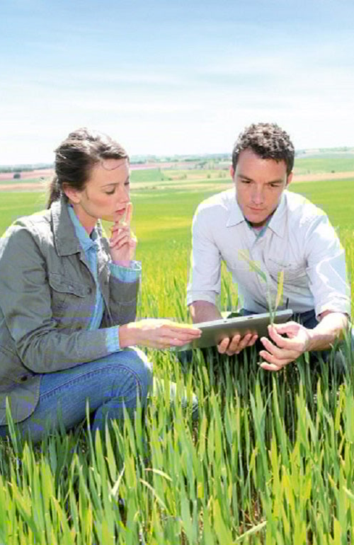 experts in a BRCGS food training in a wheat field