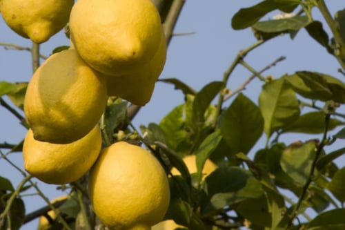 close-up image of lemons in a lemon tree