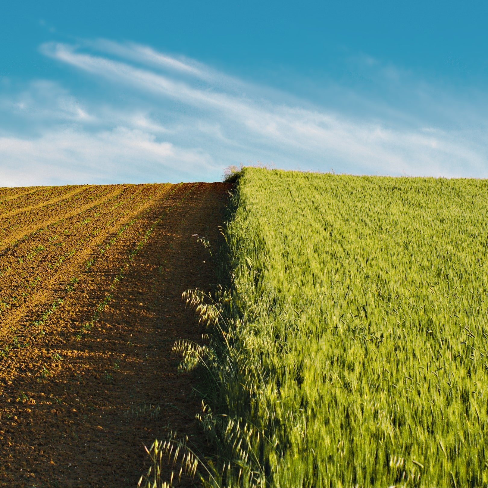Insumos y sustancias