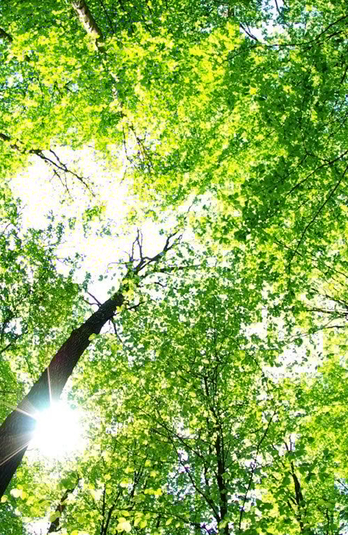 Bossen en zon