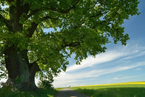 Boom in een groen landschap