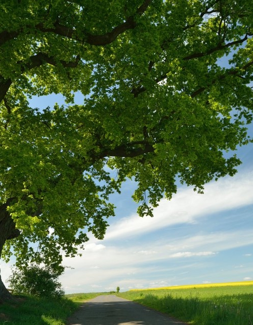 Boom in een groen landschap