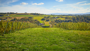 winnica