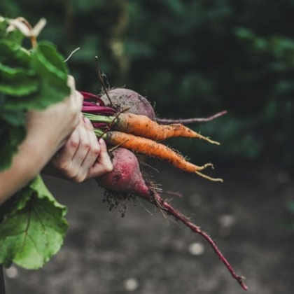 Carrots and beets