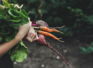 Carrots and beets
