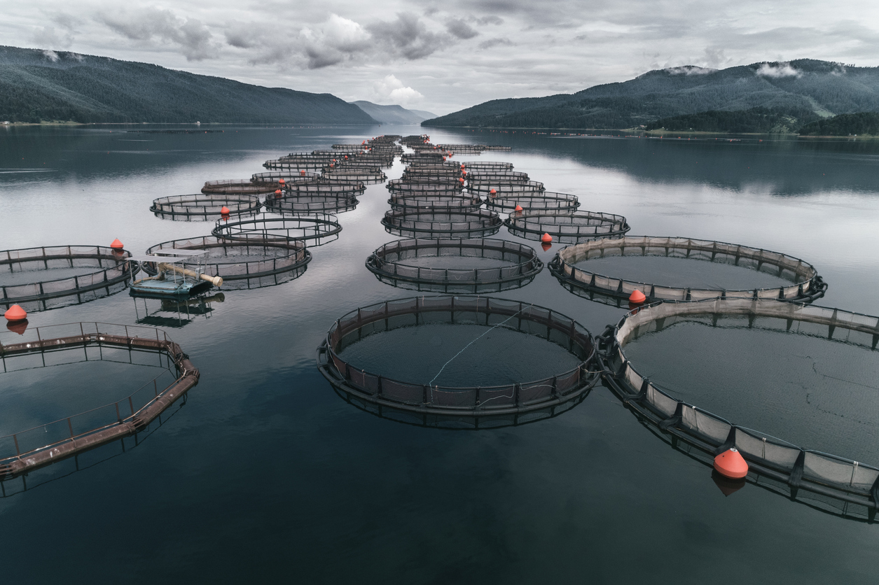 Aerial view over a large fish farm with lots of fish enclosures