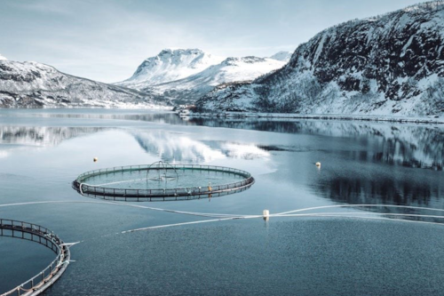 Norwegian fish breeding pool in ocean.