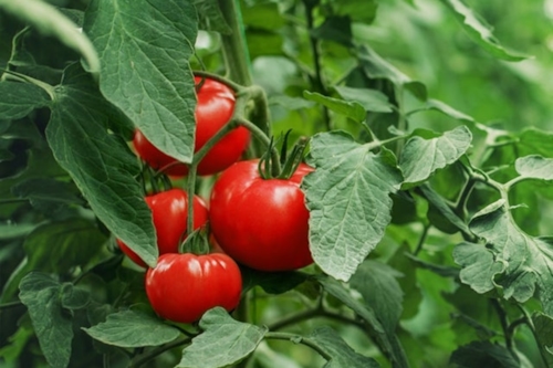 pomidorki