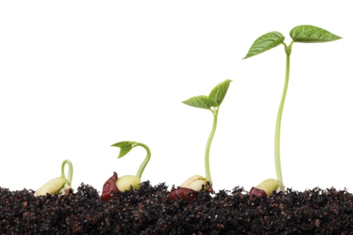 Plant Esta certification