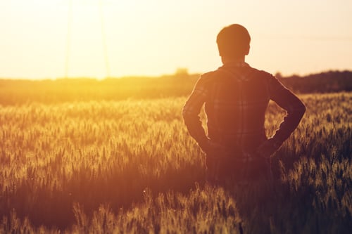 Male farmer standing in a field of organic certified wheat during sunset