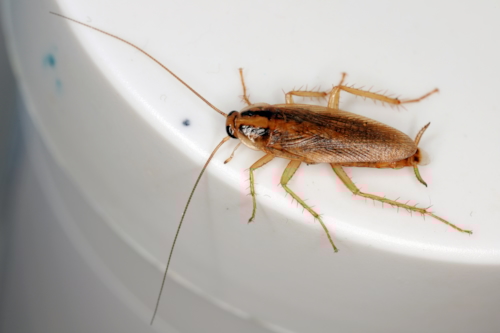 German Cockroach